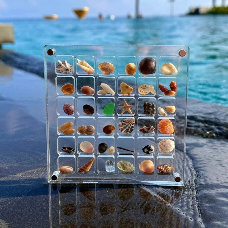 Seashell Display Case